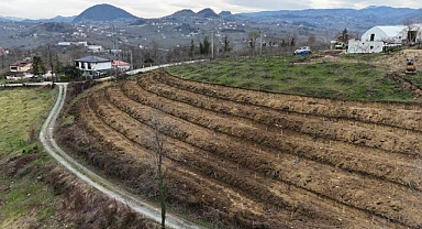 Fındıkta yeni teknikler