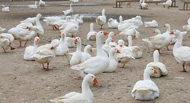 Kaz yetiştiriciliği büyüyor