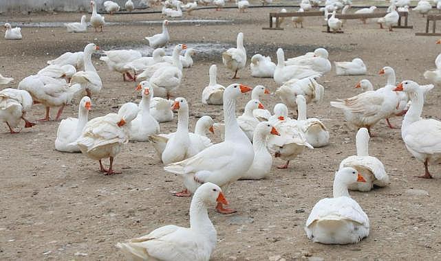 Kaz yetiştiriciliği büyüyor
