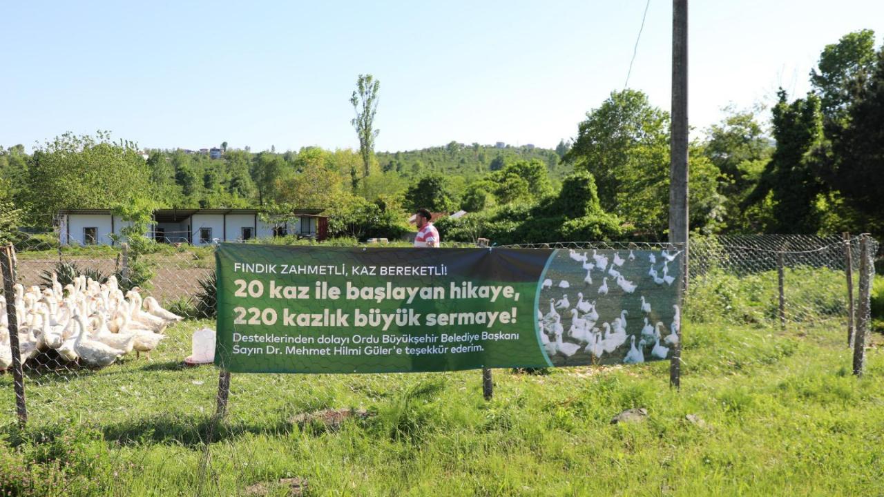 Ordu’da Kaz Yetiştiriciliği Projesi Büyüyor: 20 Kazdan 220 Kaza