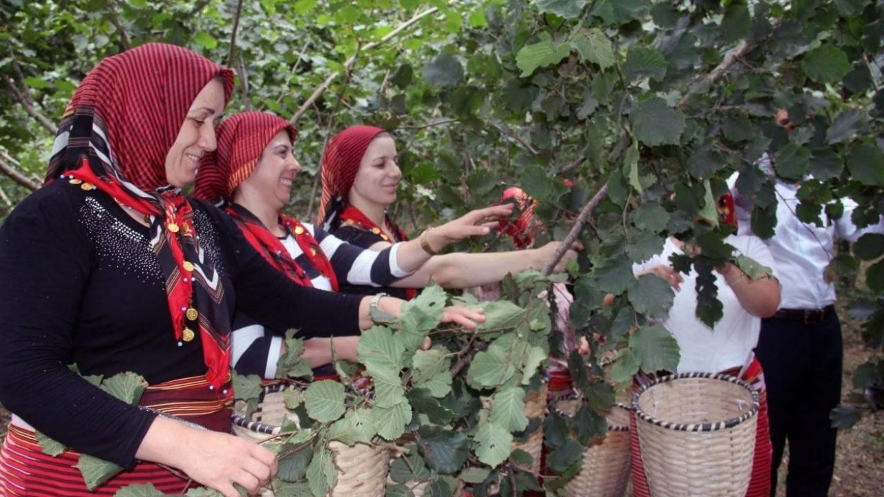 Fındık Dalda, Aklın İşçide Kalmasın Sezon Kayıtları Başladı